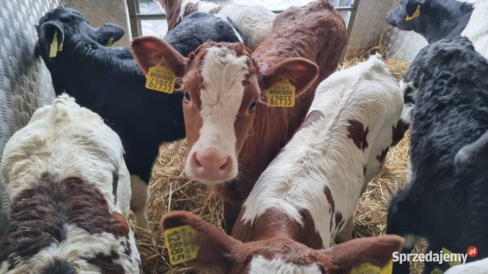sprzedam cielaki byczki mięsne POLSKIE Konin