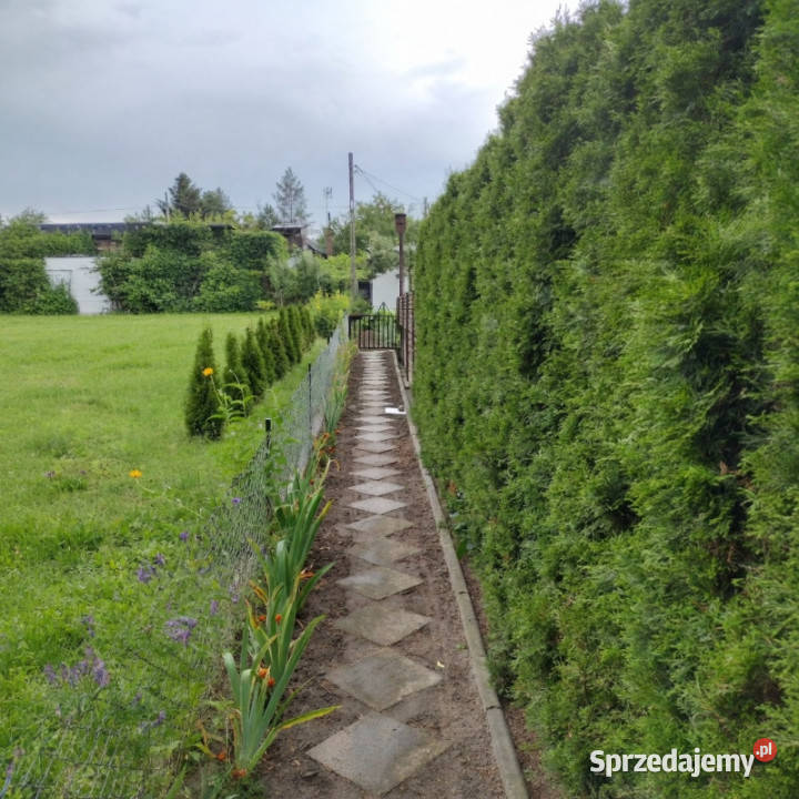 Działka ROD z domkiem 2026 Aleksandrów Kujawski asfalt kujawsko-pomorskie