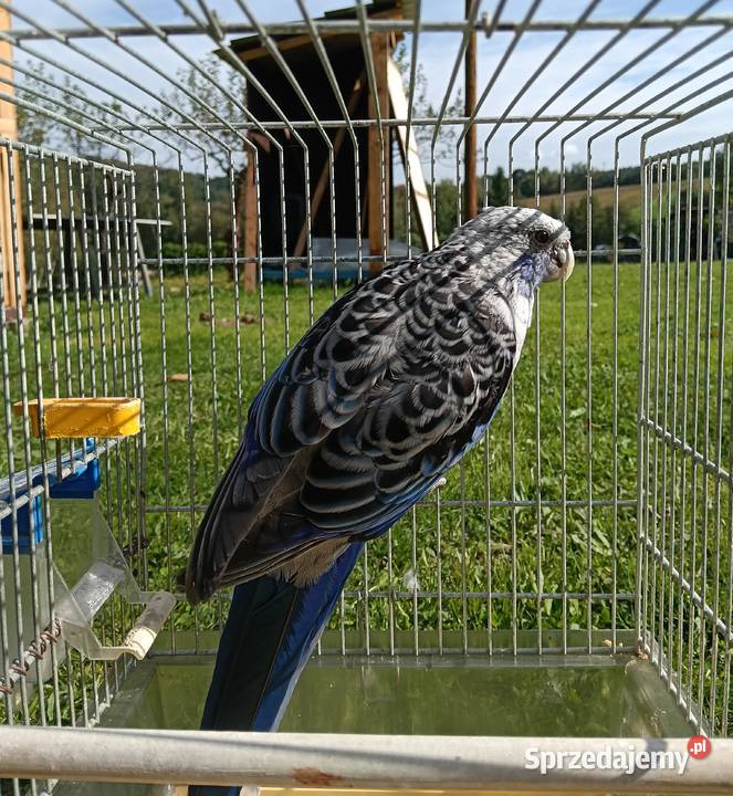 Rozelle królewskie Zagórzany