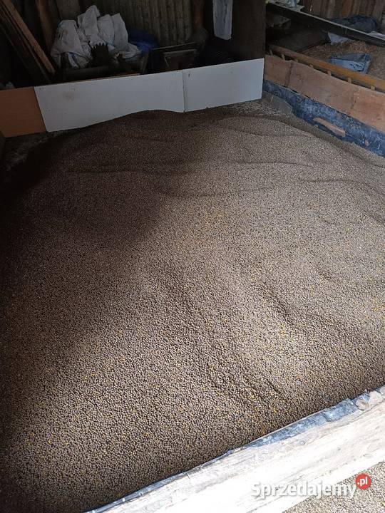 Łubin wąskolistny Biała Podlaska