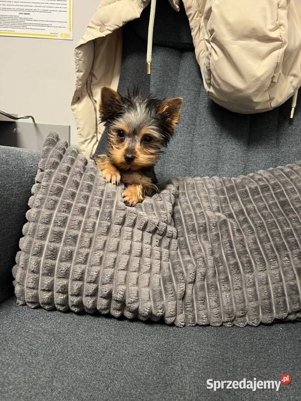 York przepiękne filigranowe szczeniaki Klimontów