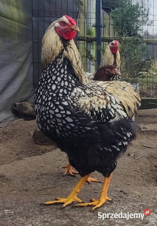 Koguty Wyandotte mazowieckie Łochów sprzedam
