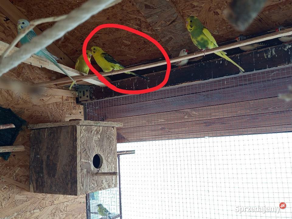Sprzedam papugę falistą Blacwing Bogacica sprzedam