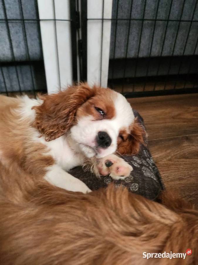 Cavalier king chals spaniel Wolica sprzedam