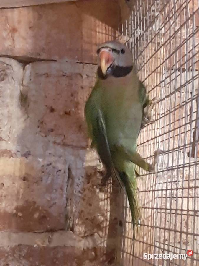 Aleksandrety różowopierśne i obrożne śląskie Czerwionka-Leszczyny