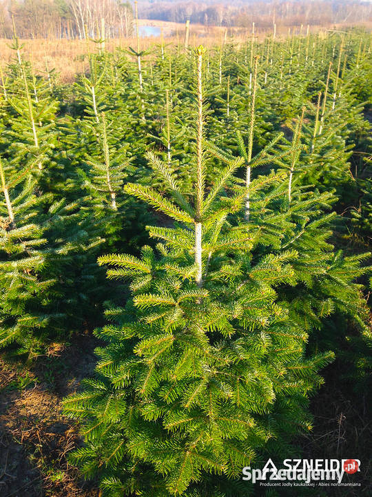 Jodła kaukaska CHOINKI 80300 Stała NISKA I klasa Dom i Ogród Osieczna sprzedam