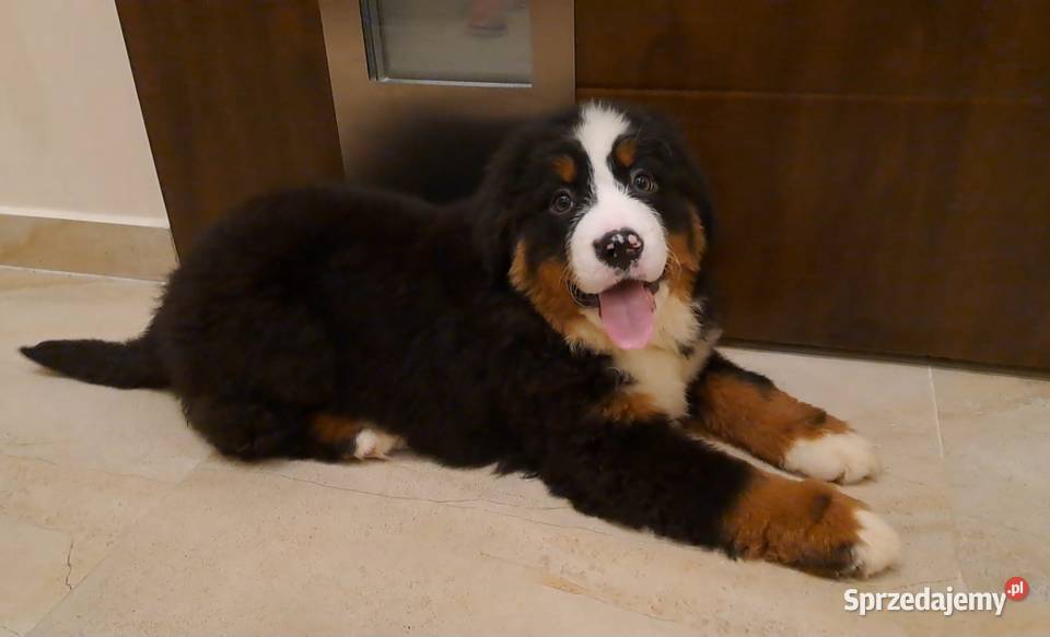 Berneński Pies Pasterski z rodowodem łódzkie Wieluń