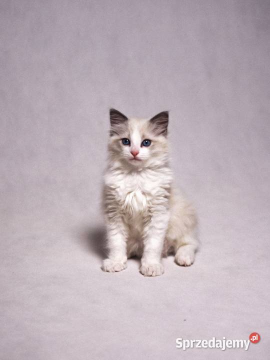 kocurek RAGDOLL blue bicolor rodowód łódzkie Skierniewice