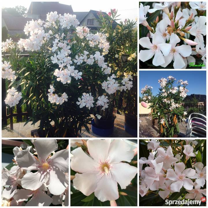 Oleander biały pachnący pełny na imieniny małopolskie Brzeźnica