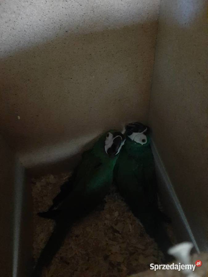 Ary severa para lęgowa Skała