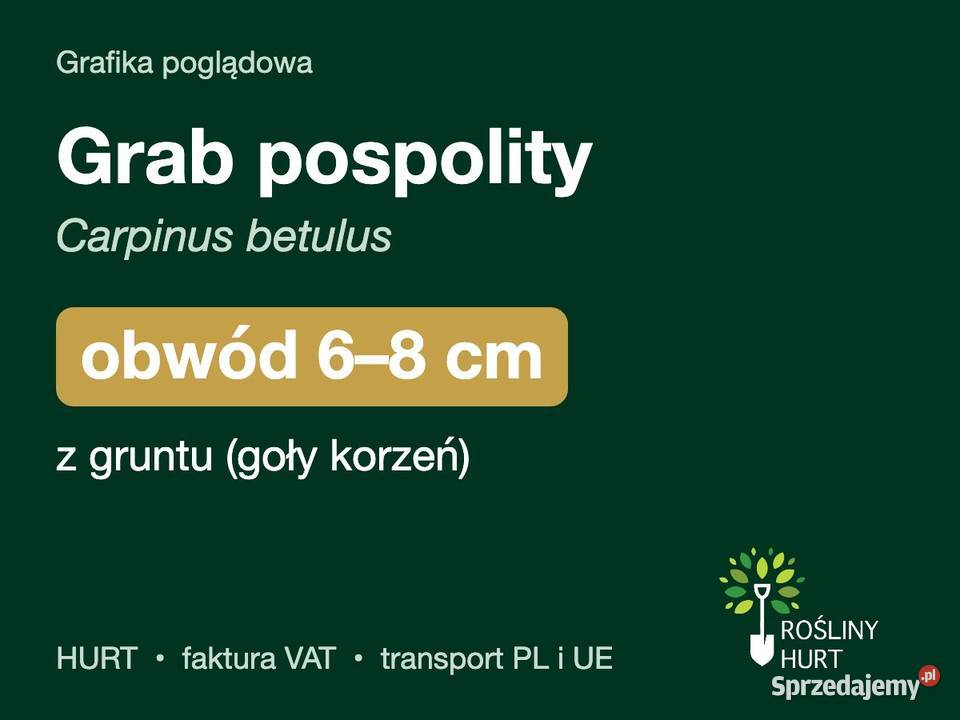 Grab pospolity Carpinus betulus obwód 68 z