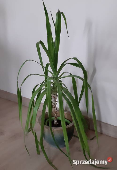Dracena wyhodowana z sadzonki z Włoch kwiat Oświęcim sprzedam