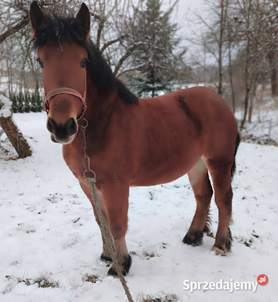 Koń Klacz Kobyła Lubatowa