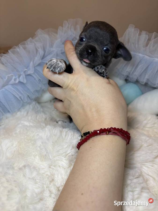 Chihuahua piesek krótkowłosy niebieski Blue Bełchatów