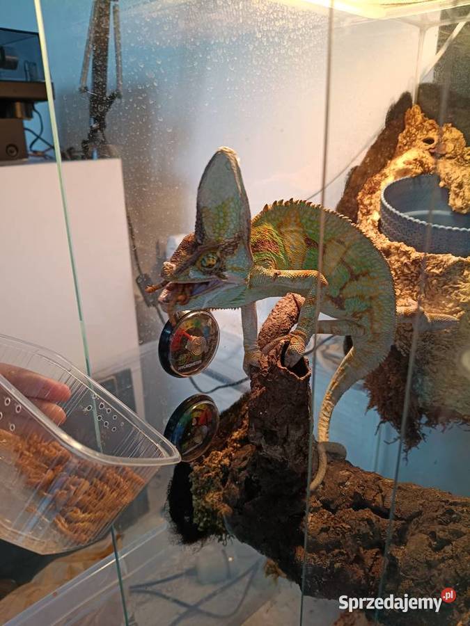 Kameleon jemeński samiec Kotórz Mały