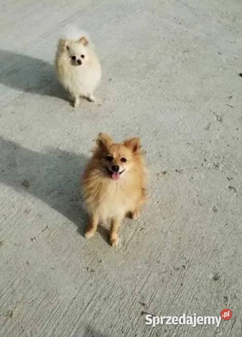 szpic miniaturowy chłopiec świętokrzyskie sprzedam