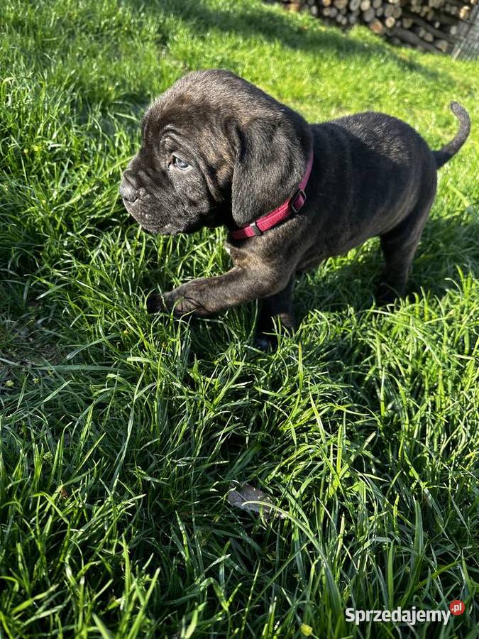 Cane Corso szczeniaki lubuskie Ośno Lubuskie