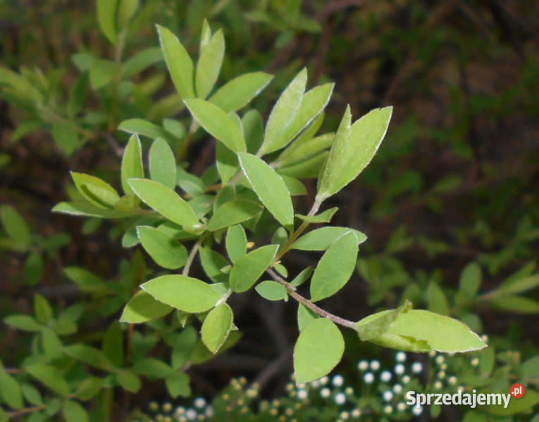 TAWUŁA SZARA GREFSHEIM sadzonki w doniczkach