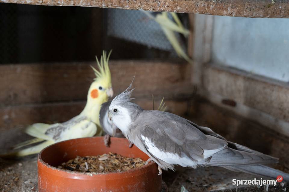 Papugi Nimfy Ptaki Zwierzęta