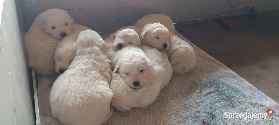 Owczarek podhalański szczeniak pies suczka Osina sprzedam
