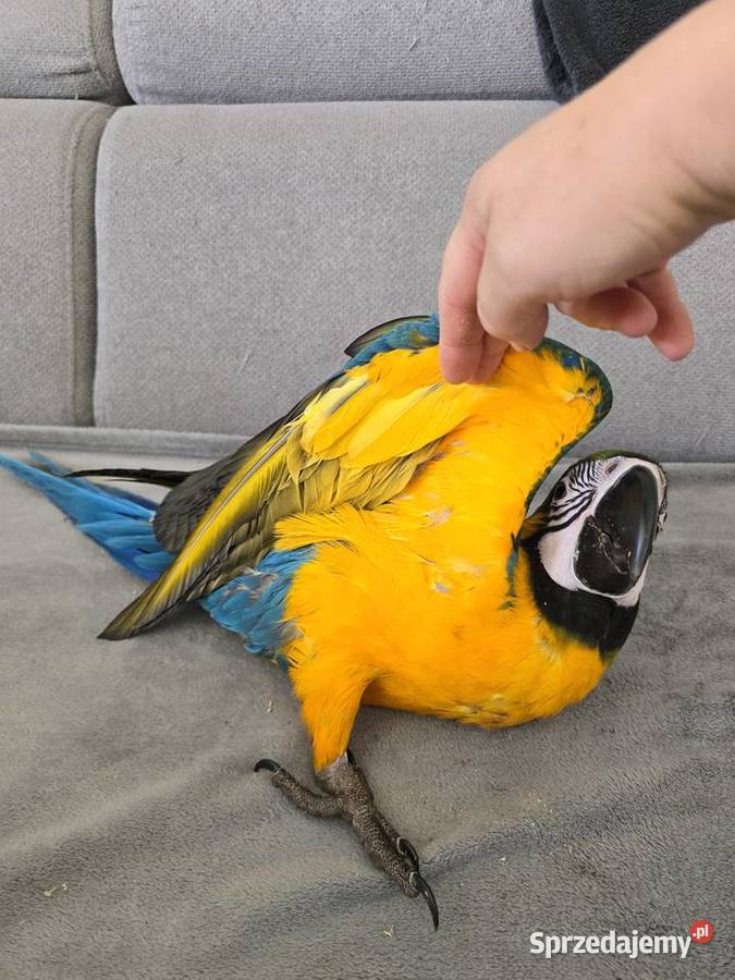 Ara ararauna zachodniopomorskie Gryfino sprzedam