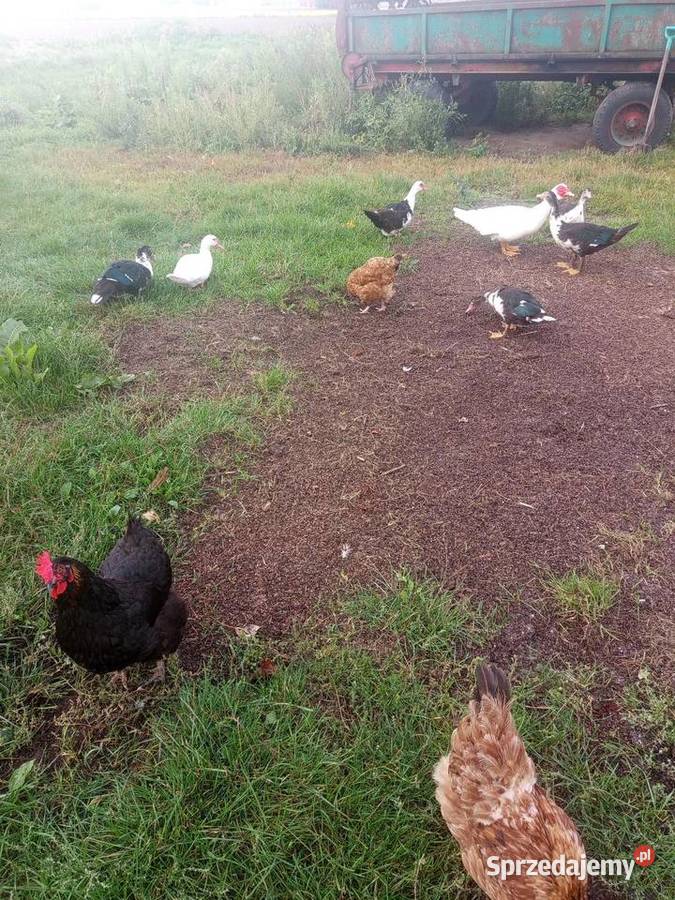 Sprzedam kaczki Kutno