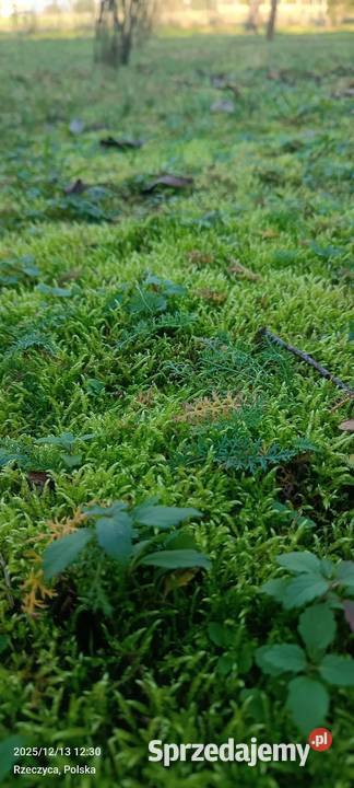 Mech kulki płaski żywy terrarium kompozycje mazowieckie Warszawa