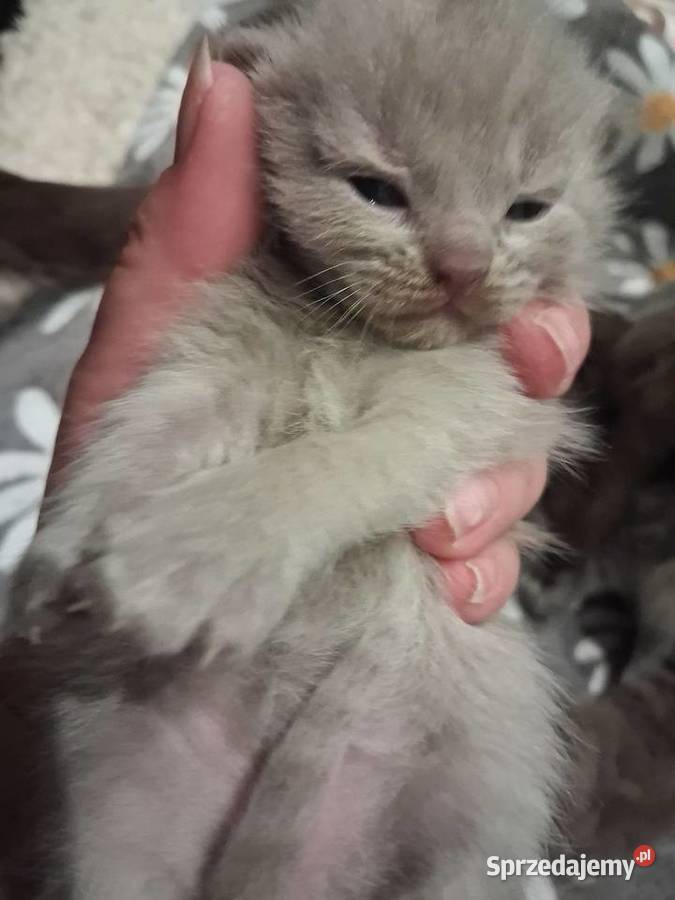 Kotki brytyjskie krótko wlose Miasteczko Śląskie