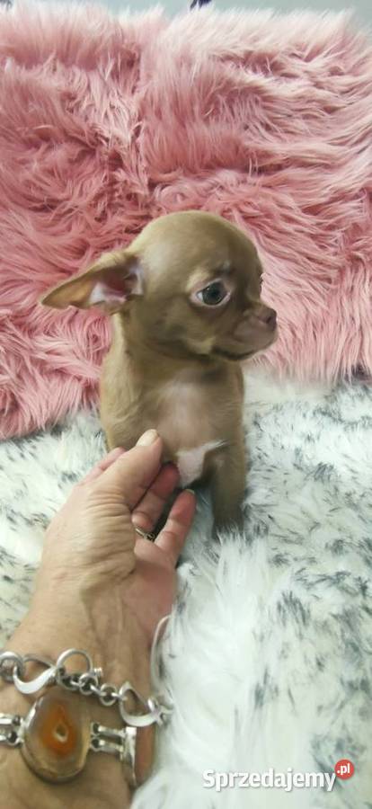 Gotowy Do Odbioru Piękny Chłopczyk Chihuahua Psy Ciszkowo