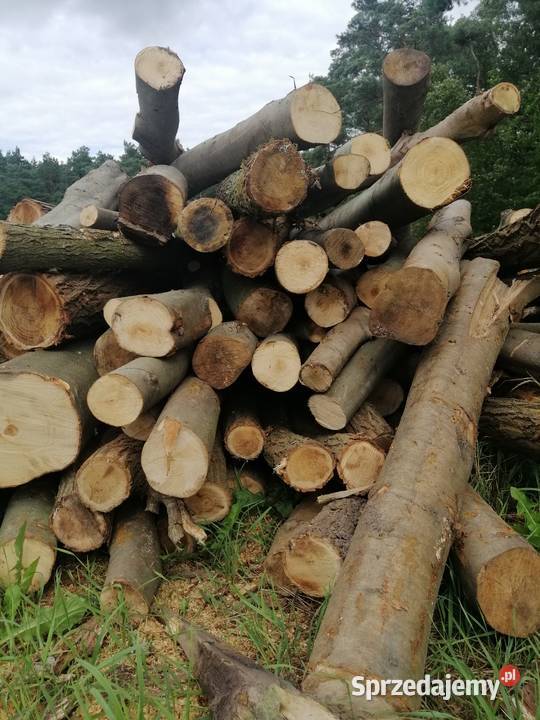 Suche drewno opałowe RÓŻNE Możliwy transport Sompolno sprzedam