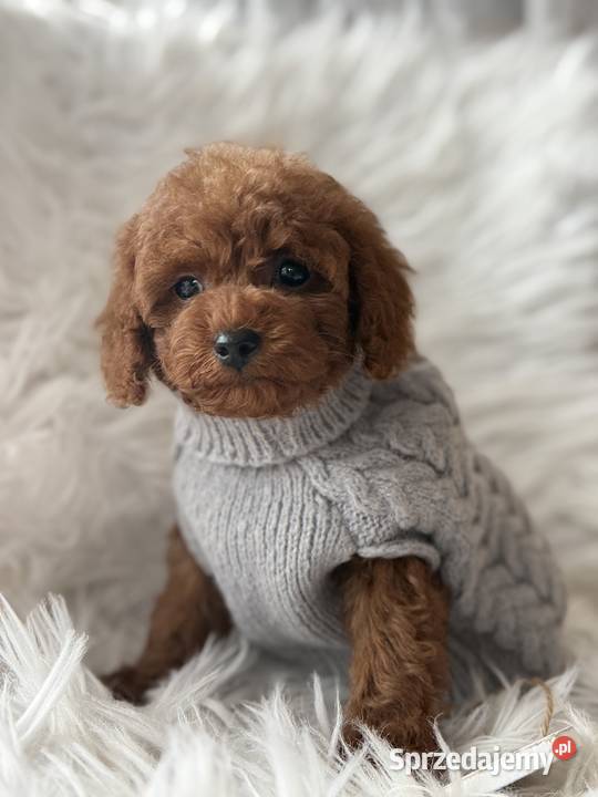 Pudel Toy red Polanka Wielka