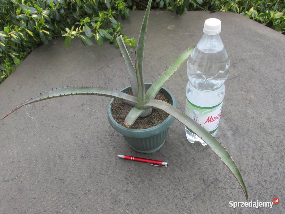 Rzadka agawa Agave cerulata Nelsonii mróz 9C Kraków