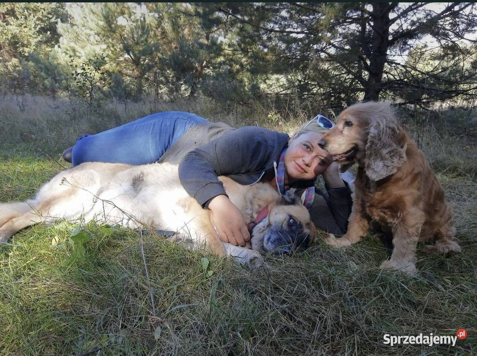 Hotel psów Dawidy Bankowe