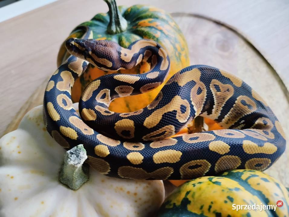 Wąż węże pyton królewski Reda