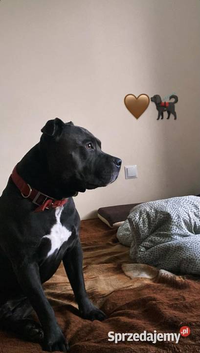 Pięknymocnejbudowy Amstaff zaprasza suczki Jędrzejów