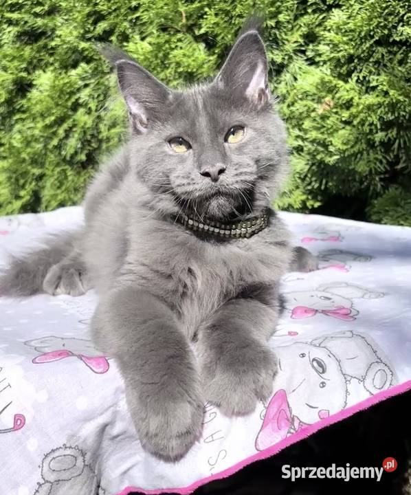 Maine Coon wielka i piękna Rumba Wińsko sprzedam