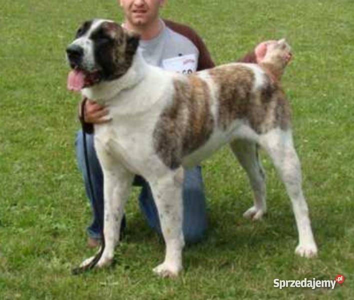 Owczarek środkowoazjatycki rodowodowe szczenięta Olecko