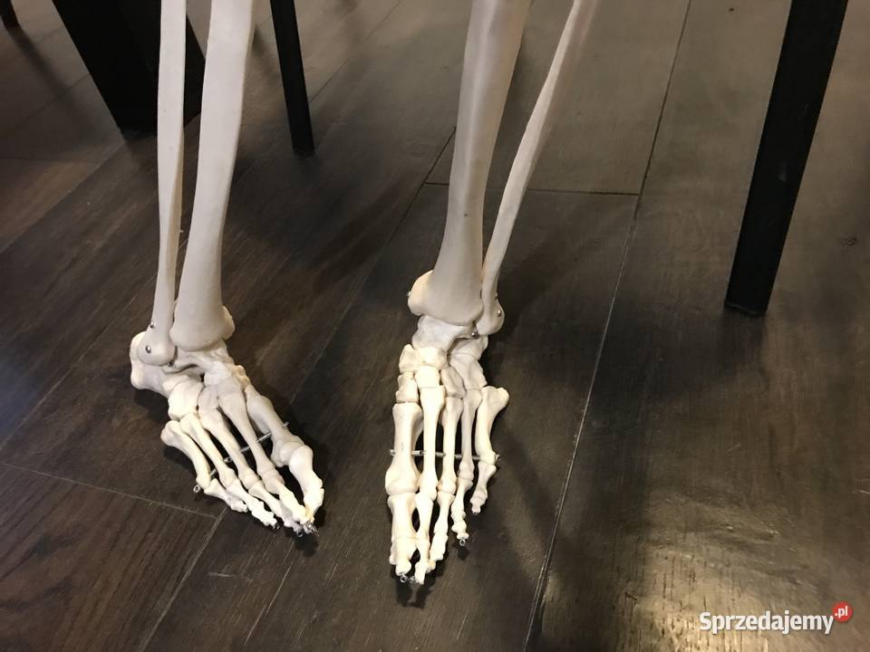 Szkielet anatomia model budowa ciała Kraków