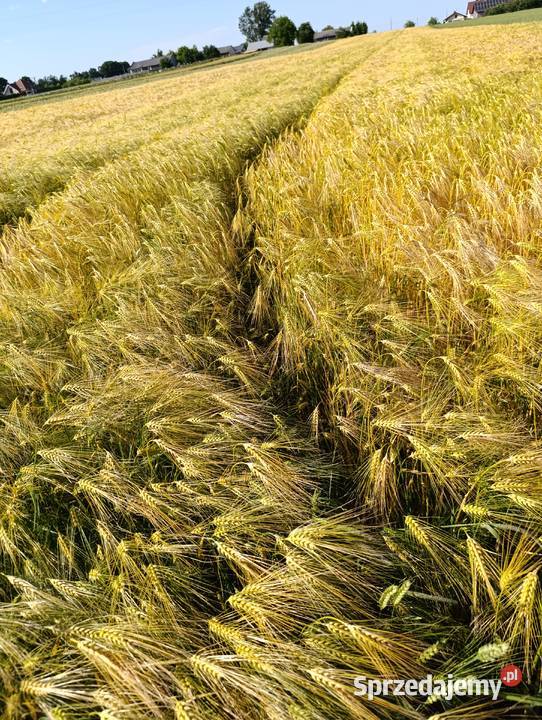 Jęczmień ozimy midnight 6rzędowy Bełżyce