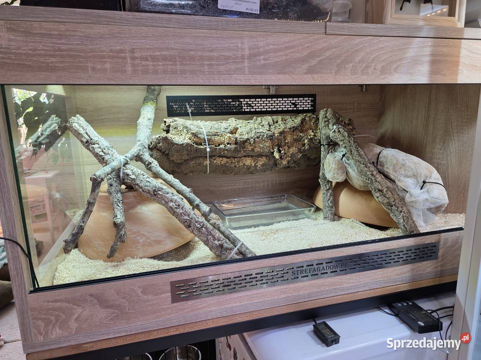 Pyton królewski terrarium dokumenty Gady i płazy Warszawa