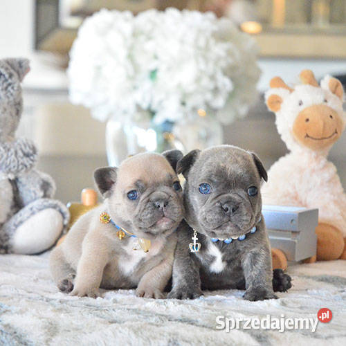 Szczenięta buldoga francuskiego do adopcji mazowieckie Warszawa