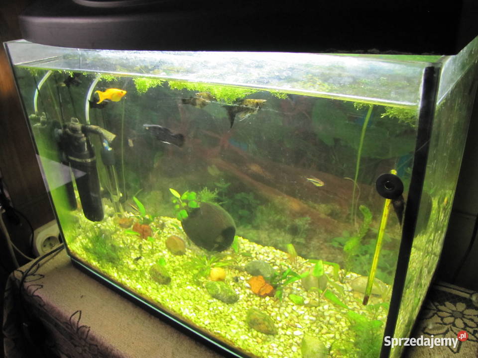 Akwarium 72 l z obsadą kujawsko-pomorskie