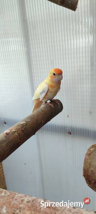 Sprzedam samca Rozelli Królewskiej sprzedam