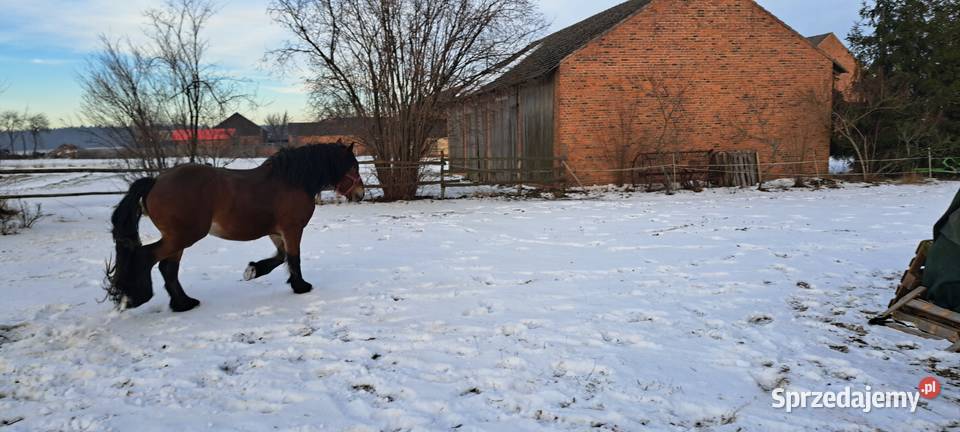 Sprzedam konie zimnokrwiste