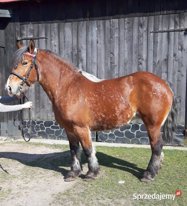 Sprzedam klacz sztumska Borkowo