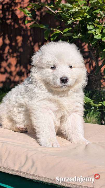 Samojed Samoyed Zapraszamy Pszczyna sprzedam