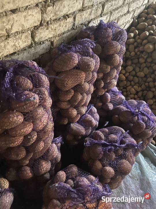 Ziemniaki Jadalne Bellarosa Rośliny okopowe Czuszów