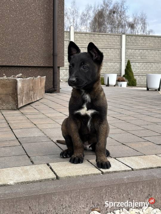 Owczarki belgijskie malarstwo świętokrzyskie