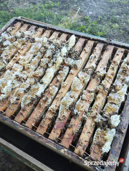 Matki pszczele unasiennione Półwieś