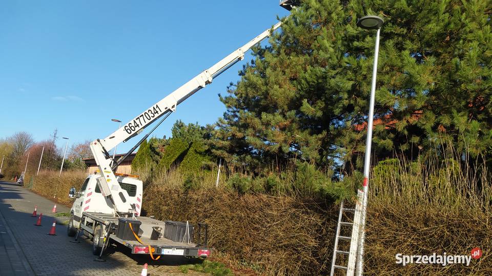 Wycinka pielęgnacja drzew ściąganie jemioły dolnośląskie Wrocław